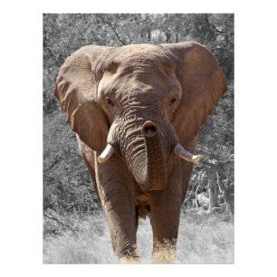 アフリカのブッシュゾウ フォトプリント           