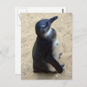 アフリカのペンキン ポストカード (正面/裏面)