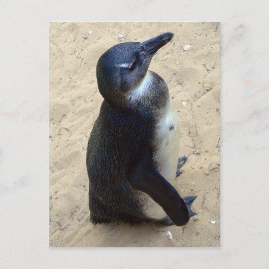 アフリカのペンキン ポストカード (正面)