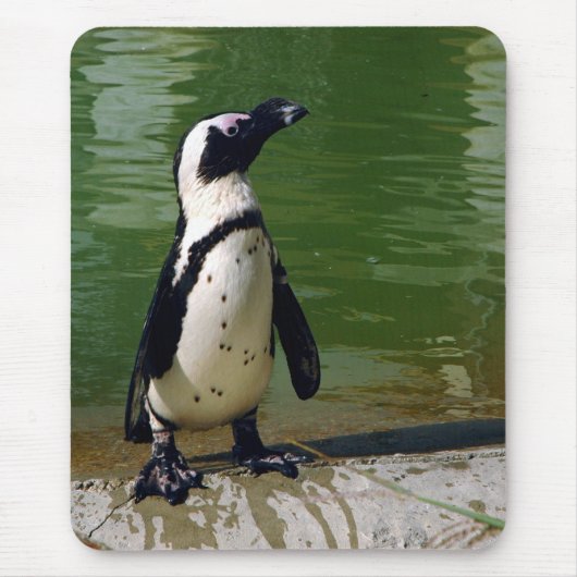 アフリカのペンギンのマウスパッド マウスパッド (正面)