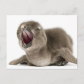 アフリカのペンギンの若手 – シュエニッスカス・デメルソス。 ポストカード (正面)