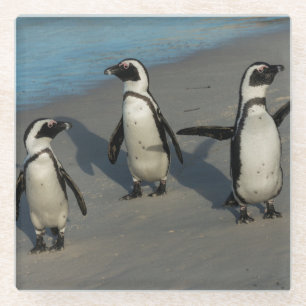 アフリカのペンギン のSpheniscus Demersus ガラスコースター