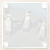 アフリカのペンギン|のSpheniscus Demersus ガラスコースター (裏面)