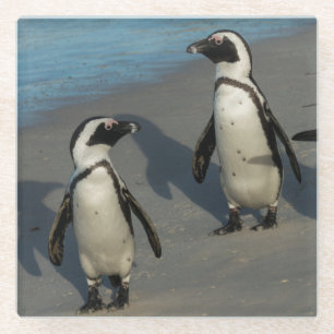 アフリカのペンギン のSpheniscus Demersus ガラスコースター
