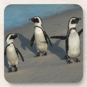 アフリカのペンギン のSpheniscus Demersus コースター