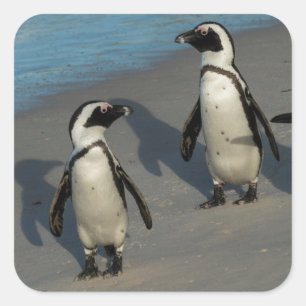 アフリカのペンギン のSpheniscus Demersus スクエアシール