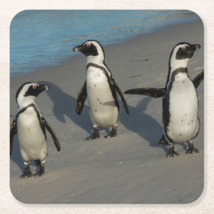 アフリカのペンギン のSpheniscus Demersus スクエアペーパーコースター