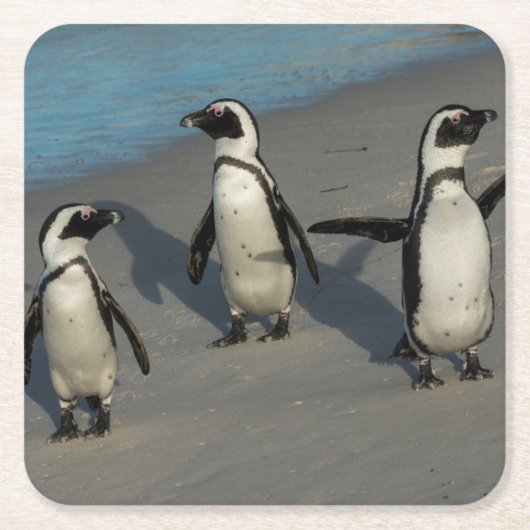 アフリカのペンギン|のSpheniscus Demersus スクエアペーパーコースター (正面)