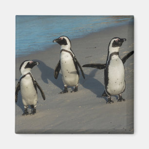 アフリカのペンギン のSpheniscus Demersus マグネット