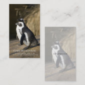 アフリカのペンギン • 名刺のテンプレート 名刺 (正面/裏面)