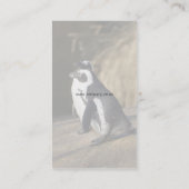 アフリカのペンギン • 名刺のテンプレート 名刺 (裏面)