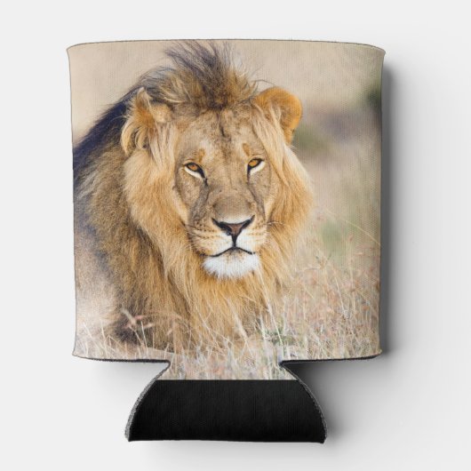 アフリカのライオンのサファリ大きな猫動物の写真 缶クーラー (裏面)