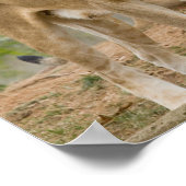 アフリカのライオンの子どもと母親 ポスター (角)