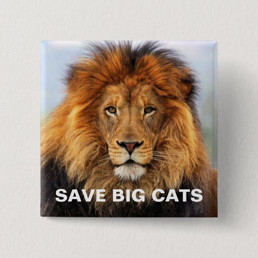 アフリカのライオン1 缶バッジ (正面)