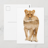 アフリカのライオン ダブルエクスポージャー ポストカード (正面/裏面)