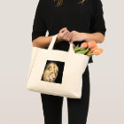 アフリカのライオン