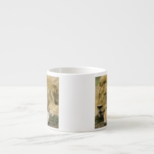 アフリカのライオン、パンテラレオ、眠りに落ちた エスプレッソカップ (正面)