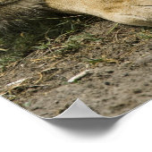 アフリカのライオン、パンテラレオ、眠りに落ちた ポスター (角)