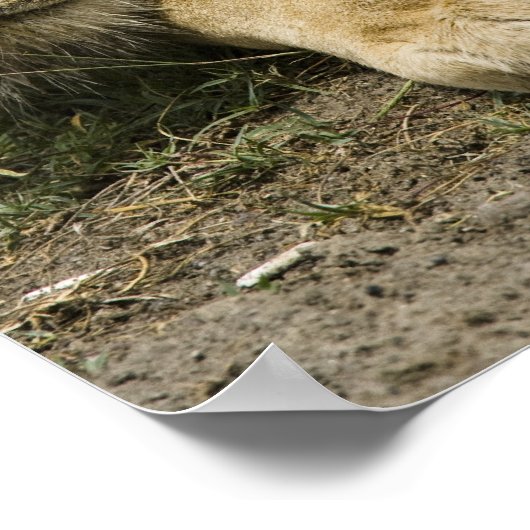 アフリカのライオン、パンテラレオ、眠りに落ちた ポスター (角)