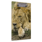 アフリカのライオン、ヒョウ属レオの眠った置くこと クリップボード (右)