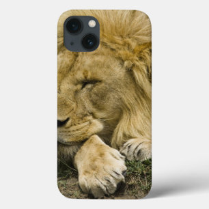 アフリカのライオン、ヒョウ属レオの眠った置くこと iPhone 13ケース