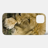 アフリカのライオン、ヒョウ属レオの眠った置くこと Case-Mate iPhoneケース (裏面 (横))