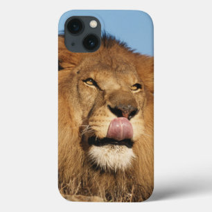 アフリカのライオン(ヒョウ属レオ)、アフリカのサバンナ iPhone 13ケース
