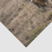 アフリカのライオン 薄葉紙 (詳細)