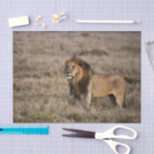 アフリカのライオン 薄葉紙 (クラフト)