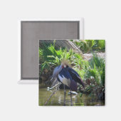 アフリカの冠クレーン磁石 マグネット (正面/裏面)