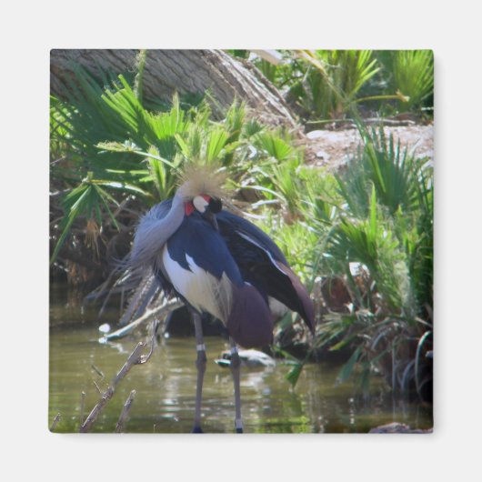 アフリカの冠クレーン磁石 マグネット (正面)