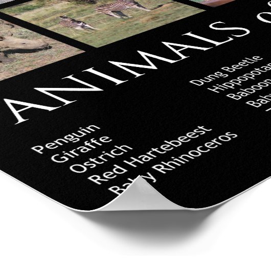 アフリカの動物 ポスター (角)