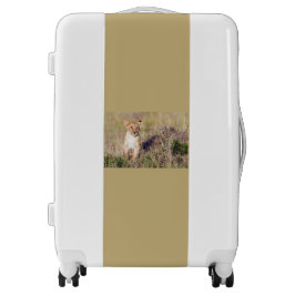 アフリカの可愛いライオンの子の写真