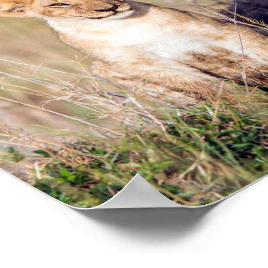 アフリカの可愛いライオンの子の写真 ポスター (角)