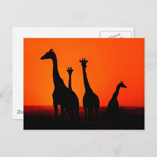 アフリカの夕日 ポストカード (正面/裏面)