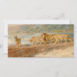 アフリカの川岸の獅子 カード