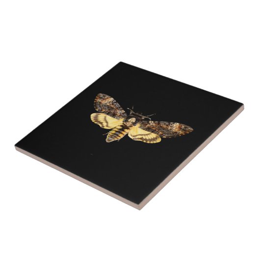 アフリカの死頭蛾の蝶の昆虫アケロンティ タイル (側面)