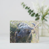 アフリカの水牛 ポストカード (スタンド正面)