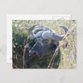 アフリカの水牛 ポストカード (正面/裏面)