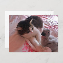 アフリカの灰色のオウムと猫、ポストクロッシング葉書