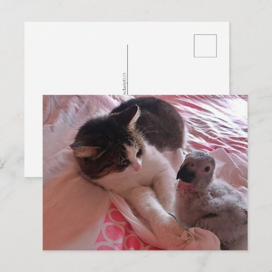 アフリカの灰色のオウムと猫、ポストクロッシング葉書 ポストカード (正面/裏面)