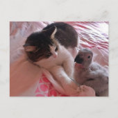 アフリカの灰色のオウムと猫、ポストクロッシング葉書 ポストカード (正面)