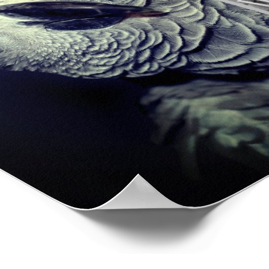 アフリカの灰色のオウムのフレームあなたの写真を追加 ポスター (角)