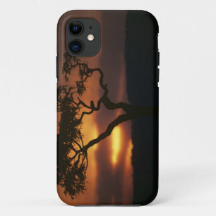 アフリカの秘境 ケニア マサイマラ ステンドグラス iPhone 11 ケース