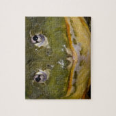 アフリカの穴居性ブルガエル，ピキシセファラス ジグソーパズル (縦)