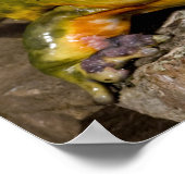 アフリカの穴居性ブルガエル,ピキシセファラス ポスター (角)