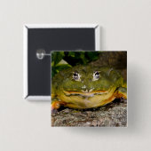 アフリカの穴居性ブルガエル，ピキシセファラス 缶バッジ (正面&裏面)