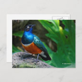 アフリカの素晴らしいスターリングの鳴鳥 ポストカード (正面/裏面)