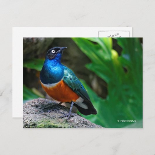 アフリカの素晴らしいスターリングの鳴鳥 ポストカード (正面/裏面)