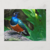 アフリカの素晴らしいスターリングの鳴鳥 ポストカード (正面)